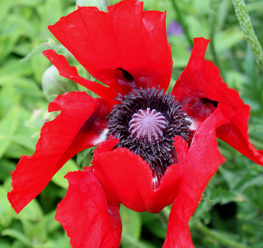 Image of Papaver setiferum specimen.