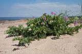 Lathyrus japonicus подвид maritimus. Цветущее растение на приморском пляже. Ленинградская обл., Кингисеппский р-н, окр. пос. Новое Гарколово, побережье Финского залива. 23.06.2013.