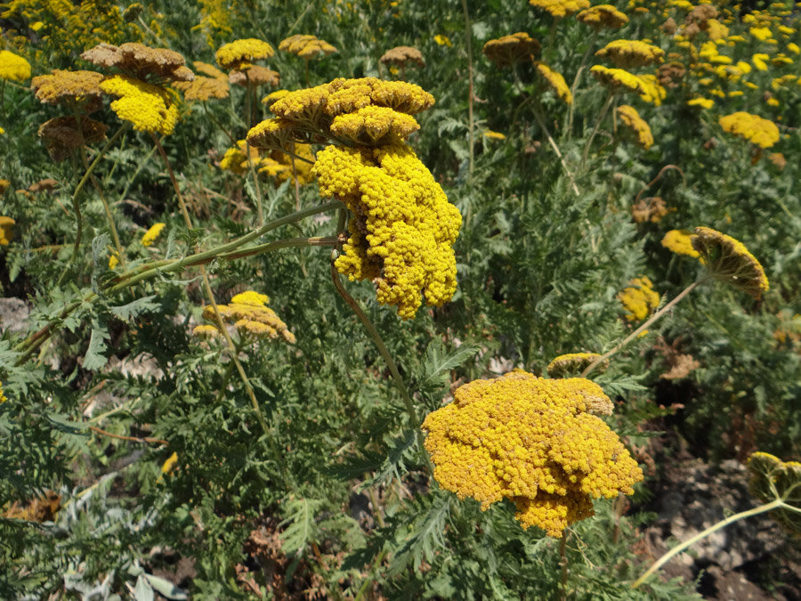 Image of Achillea filipendulina specimen.