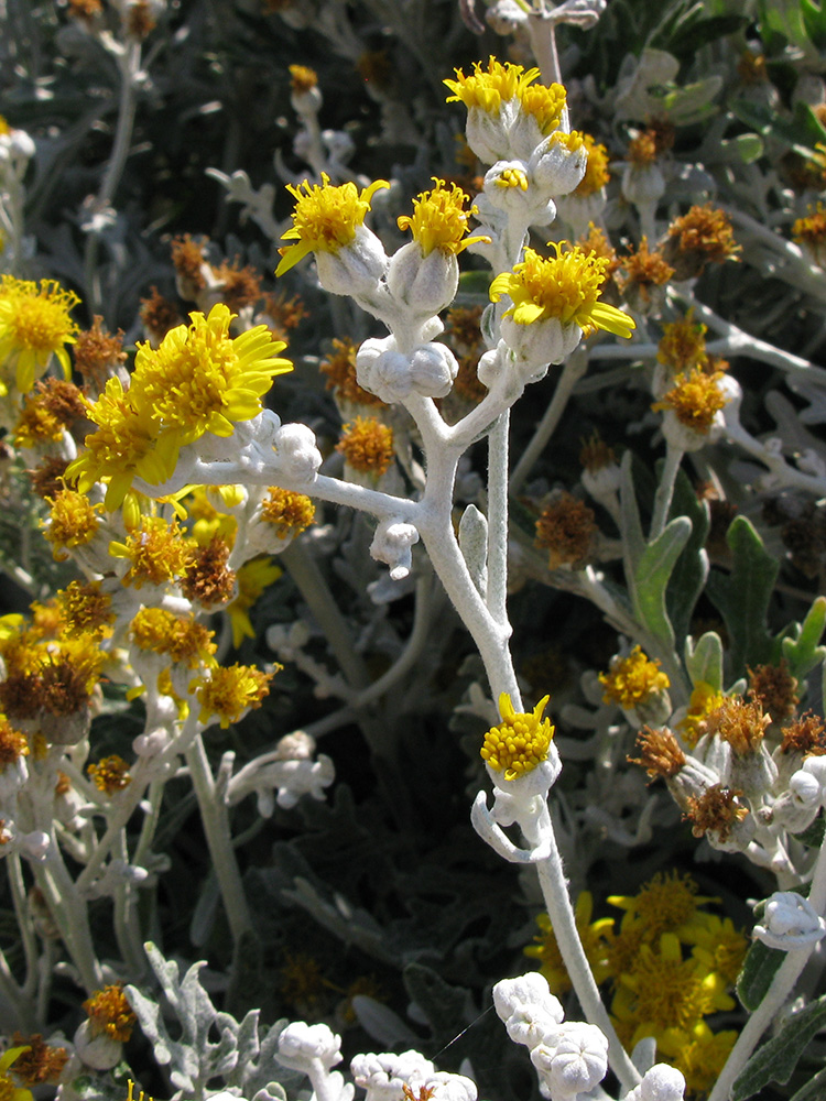 Image of Senecio cineraria specimen.