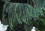 Araucaria heterophylla. Ветвь. Крым, пос. Алупка, Зимний сад Воронцовского дворца. 1 августа 2013 г.