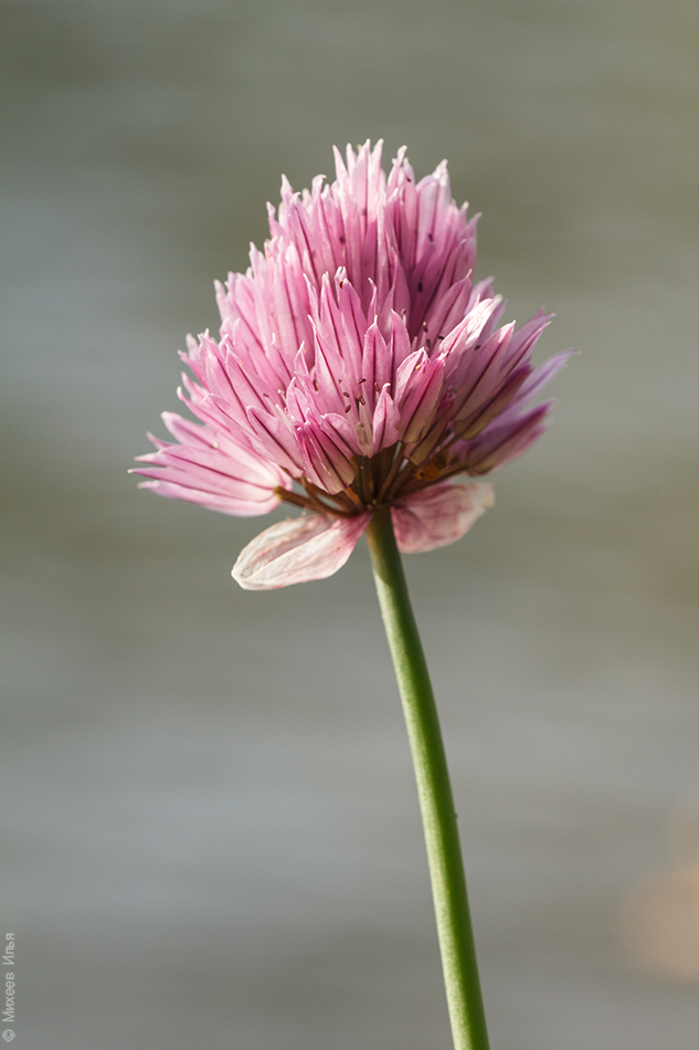 Изображение особи Allium schoenoprasum.