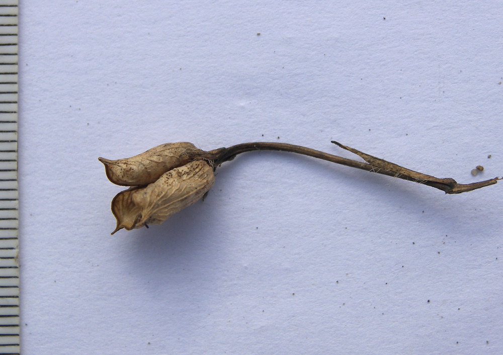 Image of Delphinium flexuosum specimen.