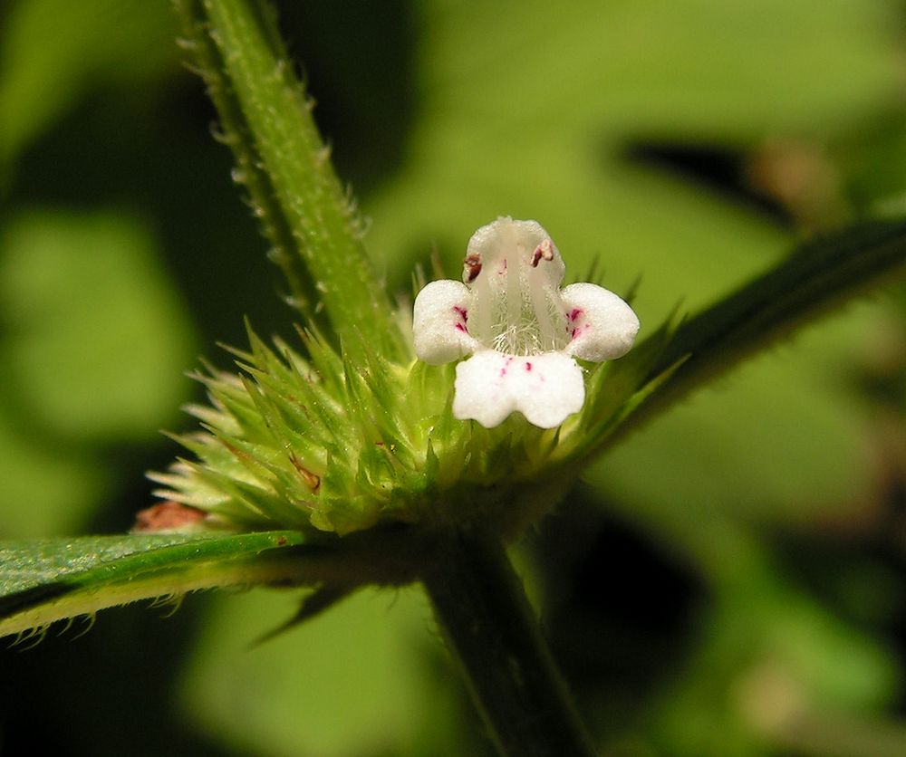 Image of genus Lycopus specimen.