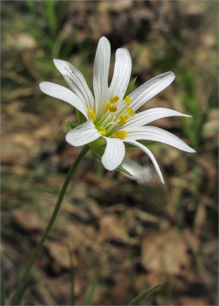 Изображение особи Stellaria holostea.