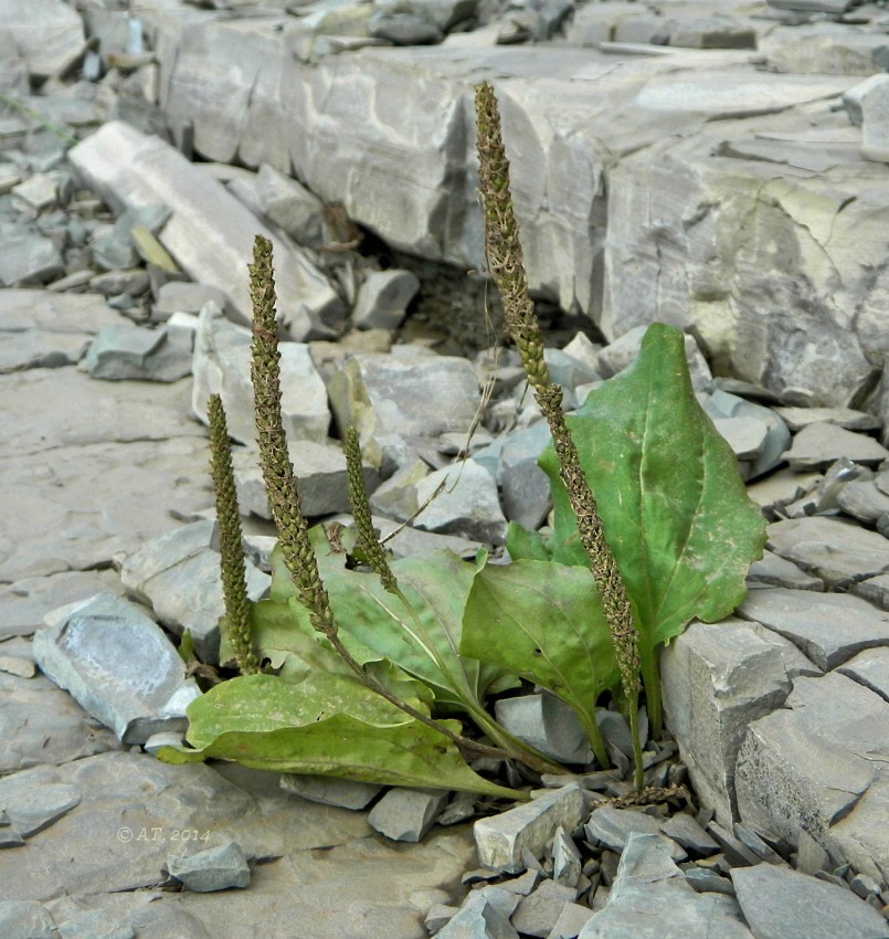 Изображение особи Plantago major.