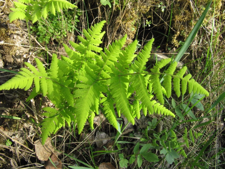 Изображение особи Gymnocarpium continentale.