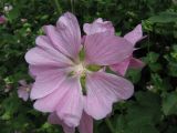 Malva thuringiaca