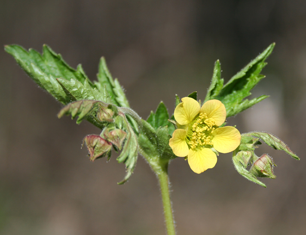 Image of Geum &times; intermedium specimen.