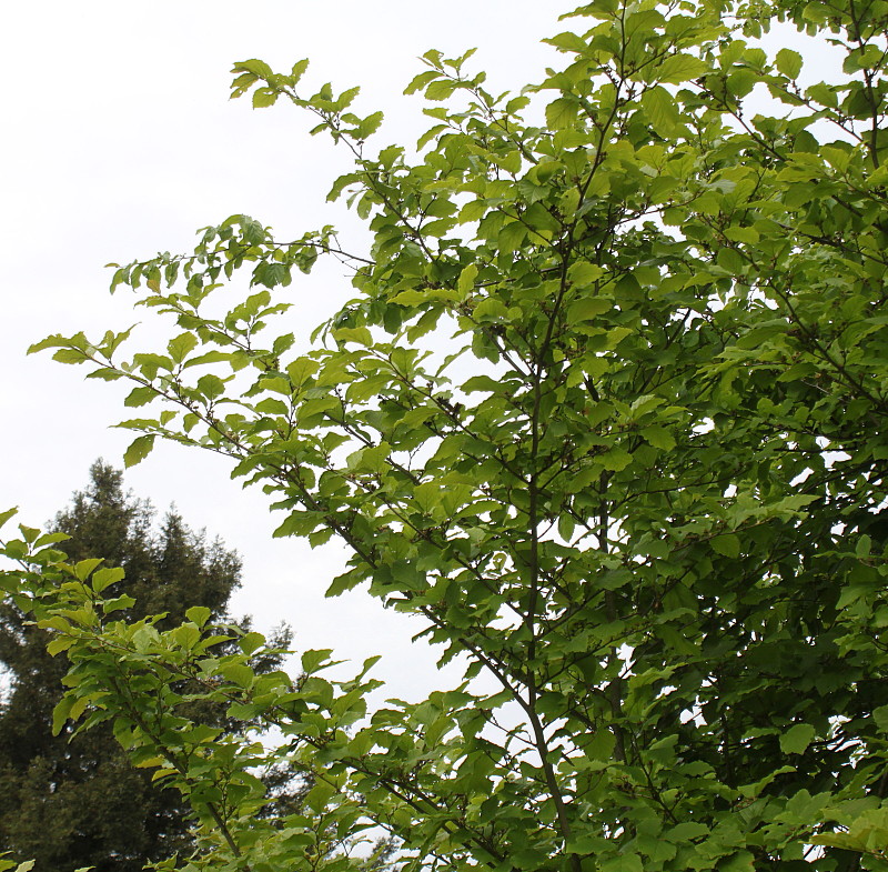 Image of Hamamelis vernalis specimen.