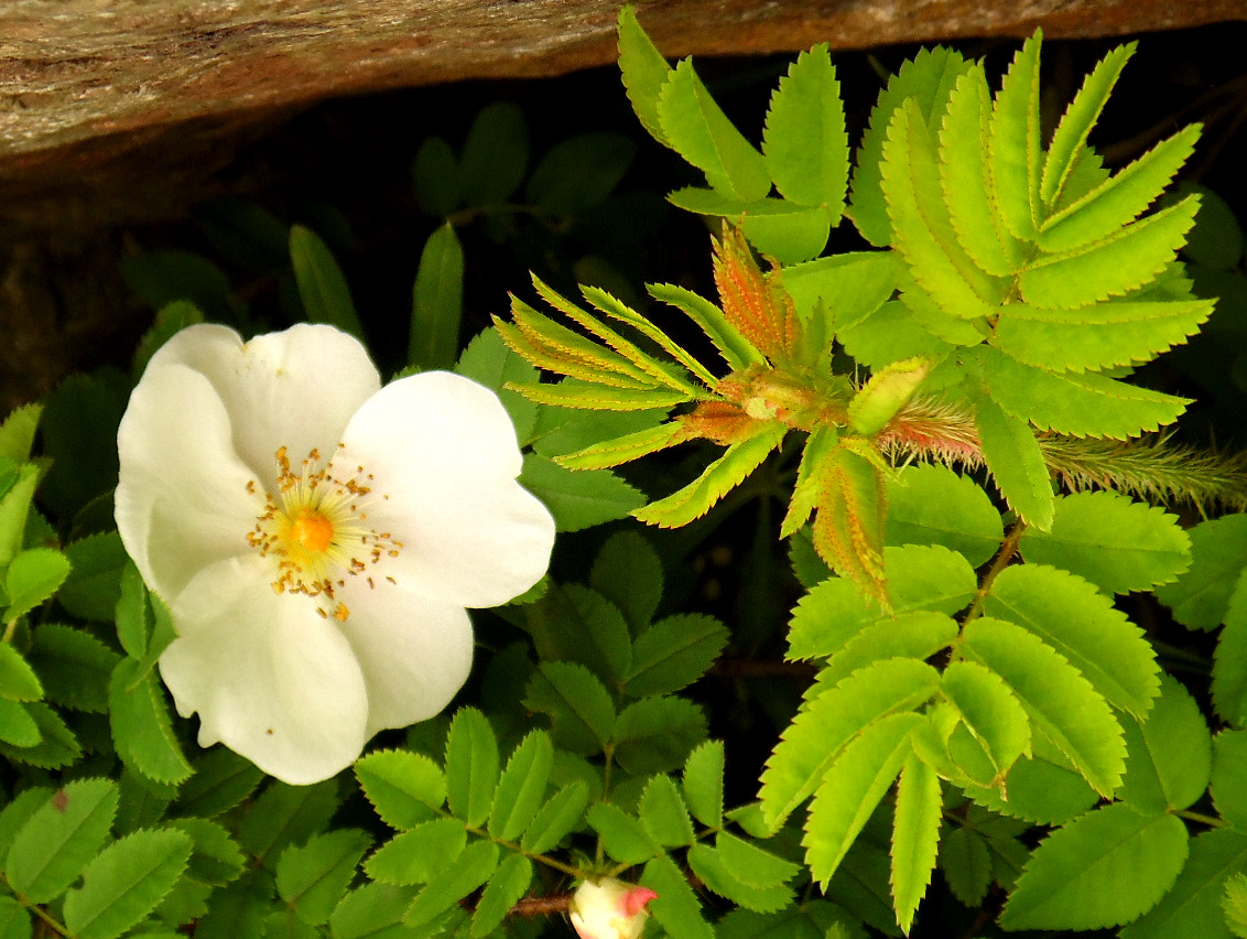 Изображение особи Rosa spinosissima.