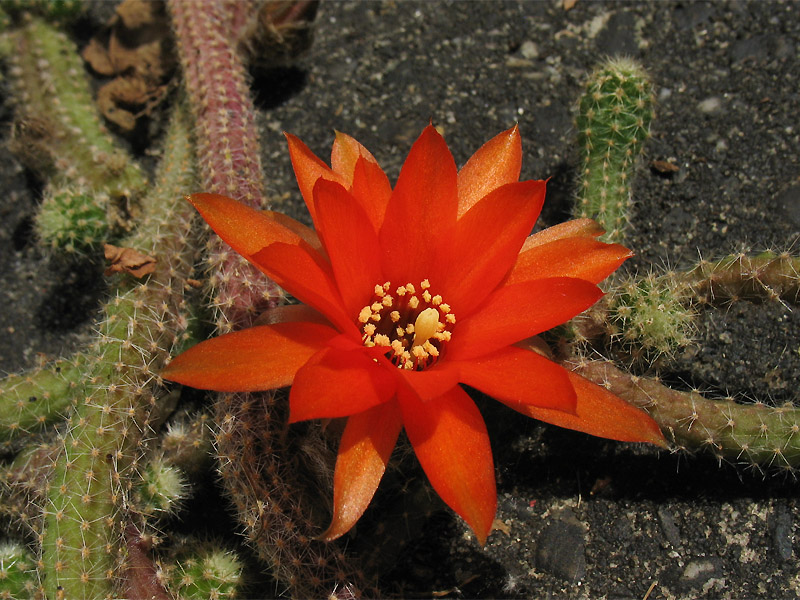 Image of Echinopsis chamaecereus specimen.