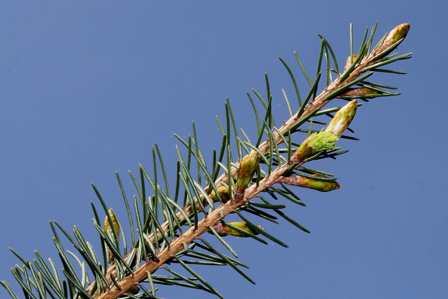 Image of Picea breweriana specimen.