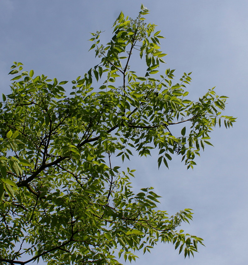 Image of Phellodendron japonicum specimen.