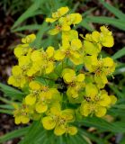 Euphorbia lucida