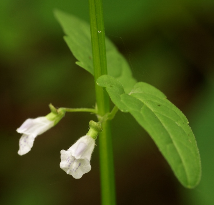 Image of Scutellaria dependens specimen.