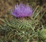 Cirsium ligulare. Верхушка цветущего растения. Греция, Халкидики, Холомондас, (Χολομώντας). 14.07.2014.