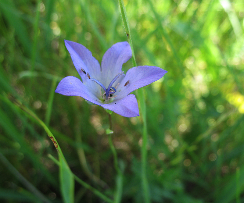 Image of Campanula altaica specimen.