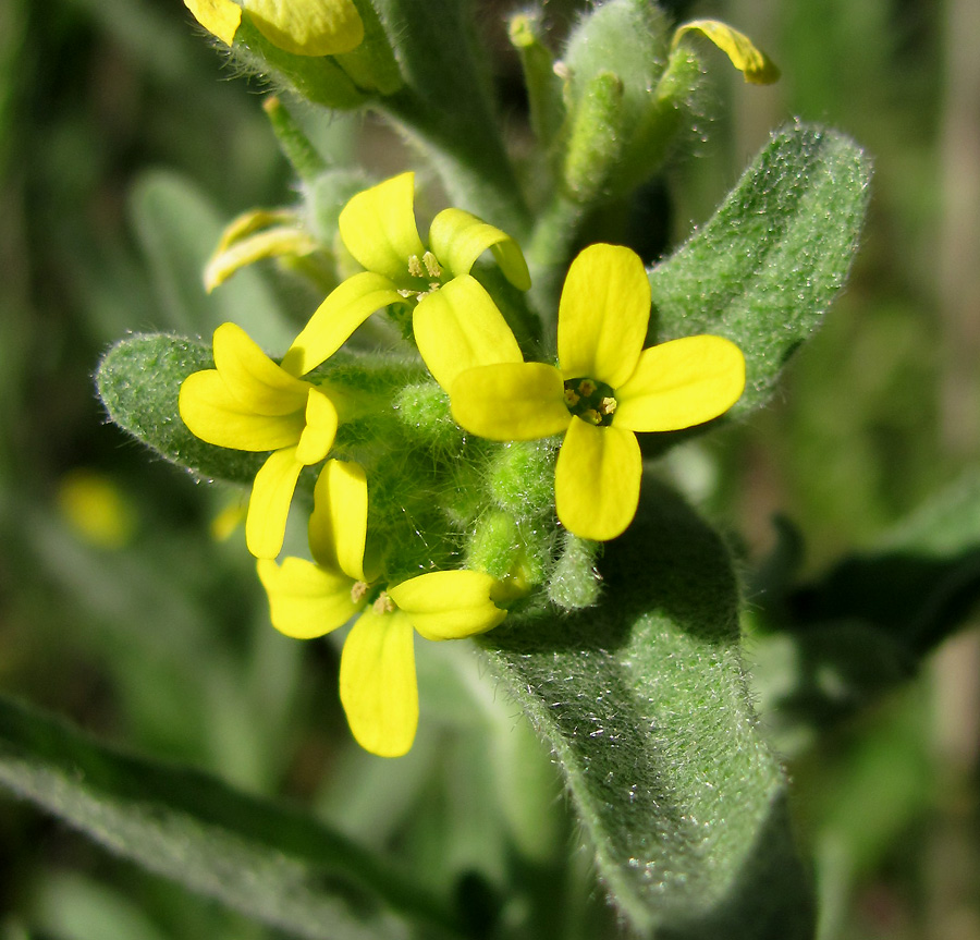 Image of Fibigia eriocarpa specimen.