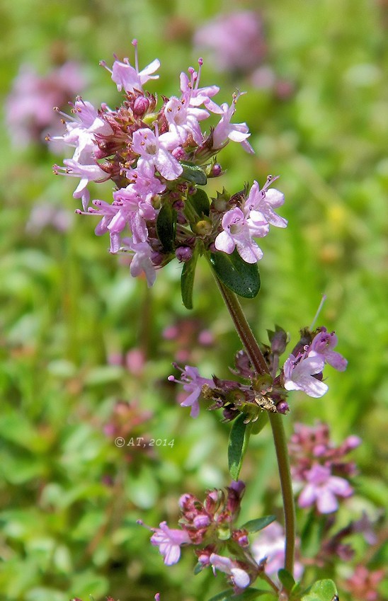 Изображение особи Thymus clandestinus.