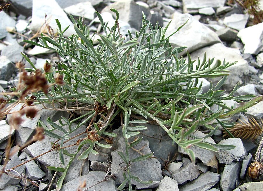 Image of Centaurea novorossica specimen.