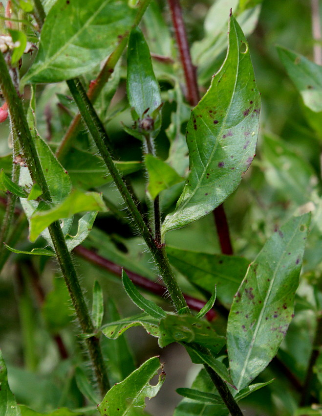 Image of genus Gaura specimen.