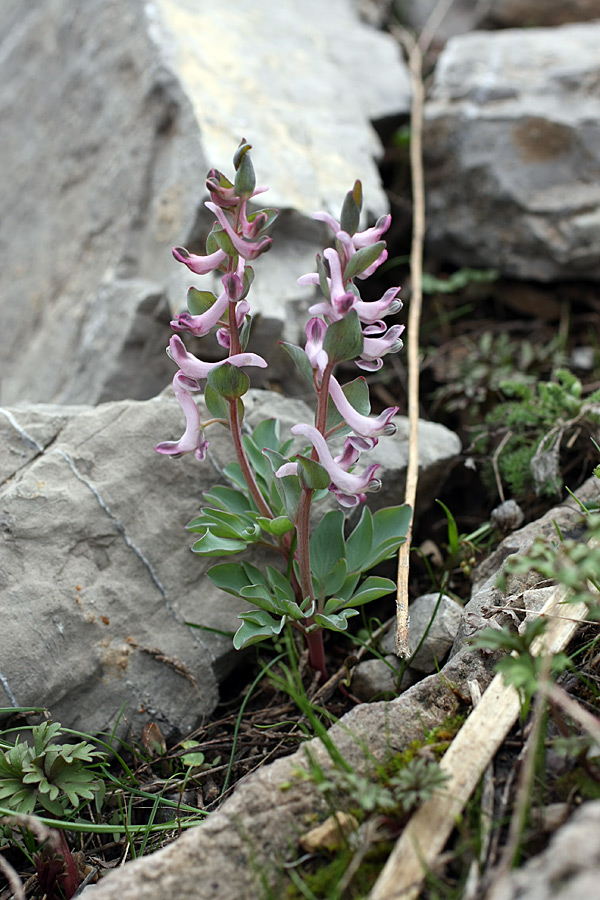 Image of Corydalis ledebouriana specimen.