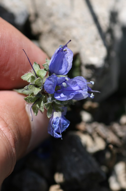 Image of Veronica luetkeana specimen.