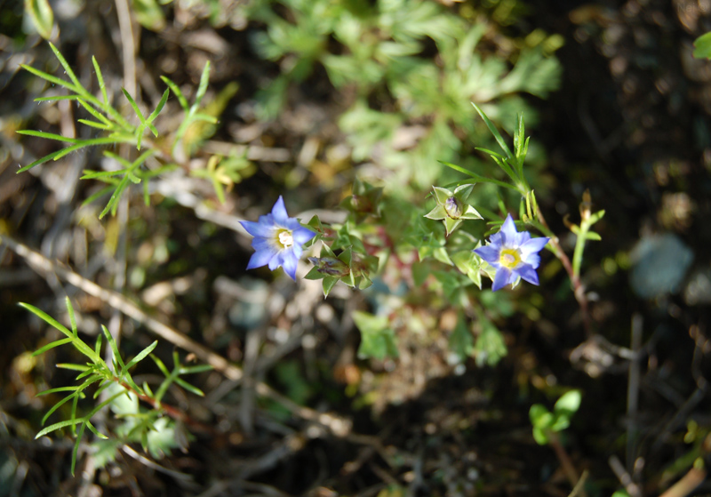 Изображение особи Gentiana squarrosa.