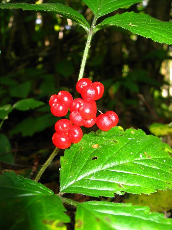 Image of Rubus saxatilis specimen.