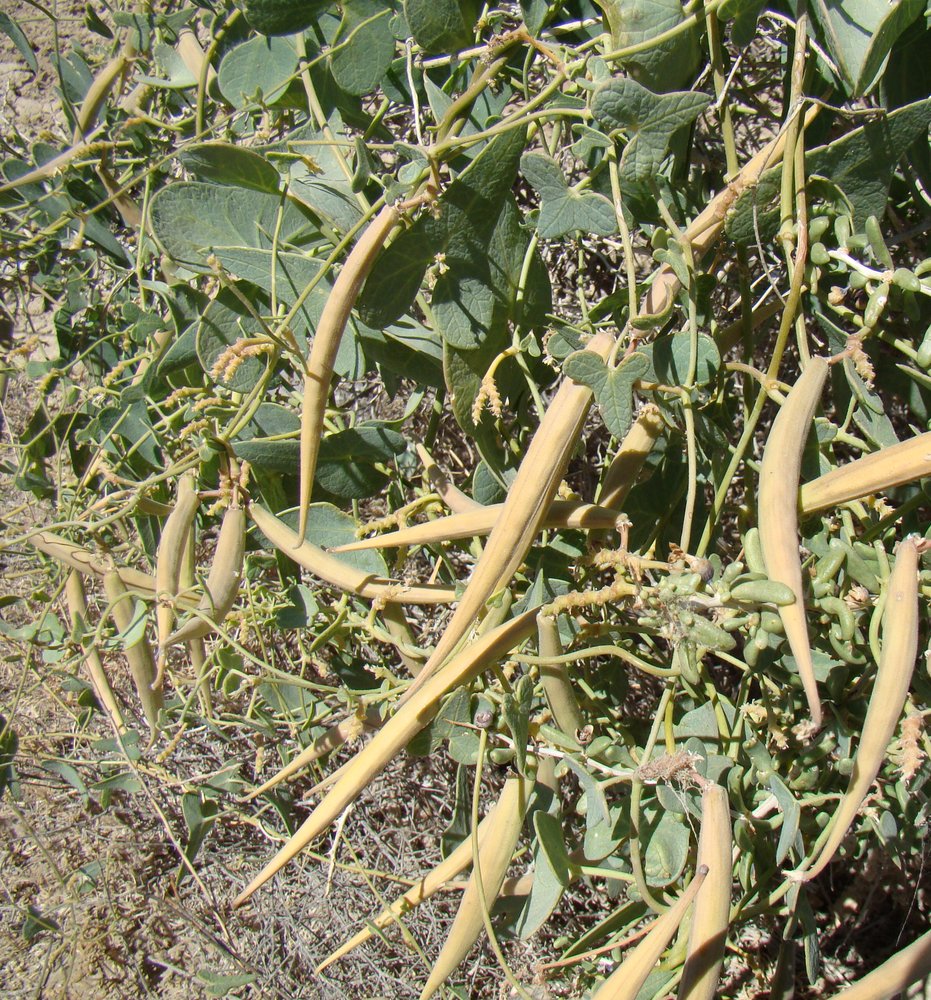 Image of Cynanchum sibiricum specimen.