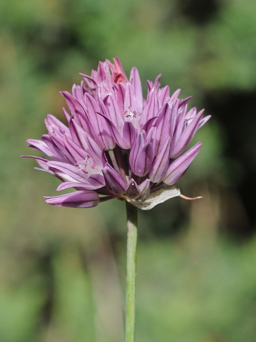 Image of Allium heldreichii specimen.