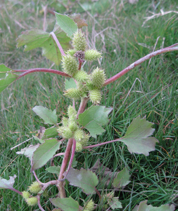 Image of Xanthium orientale specimen.