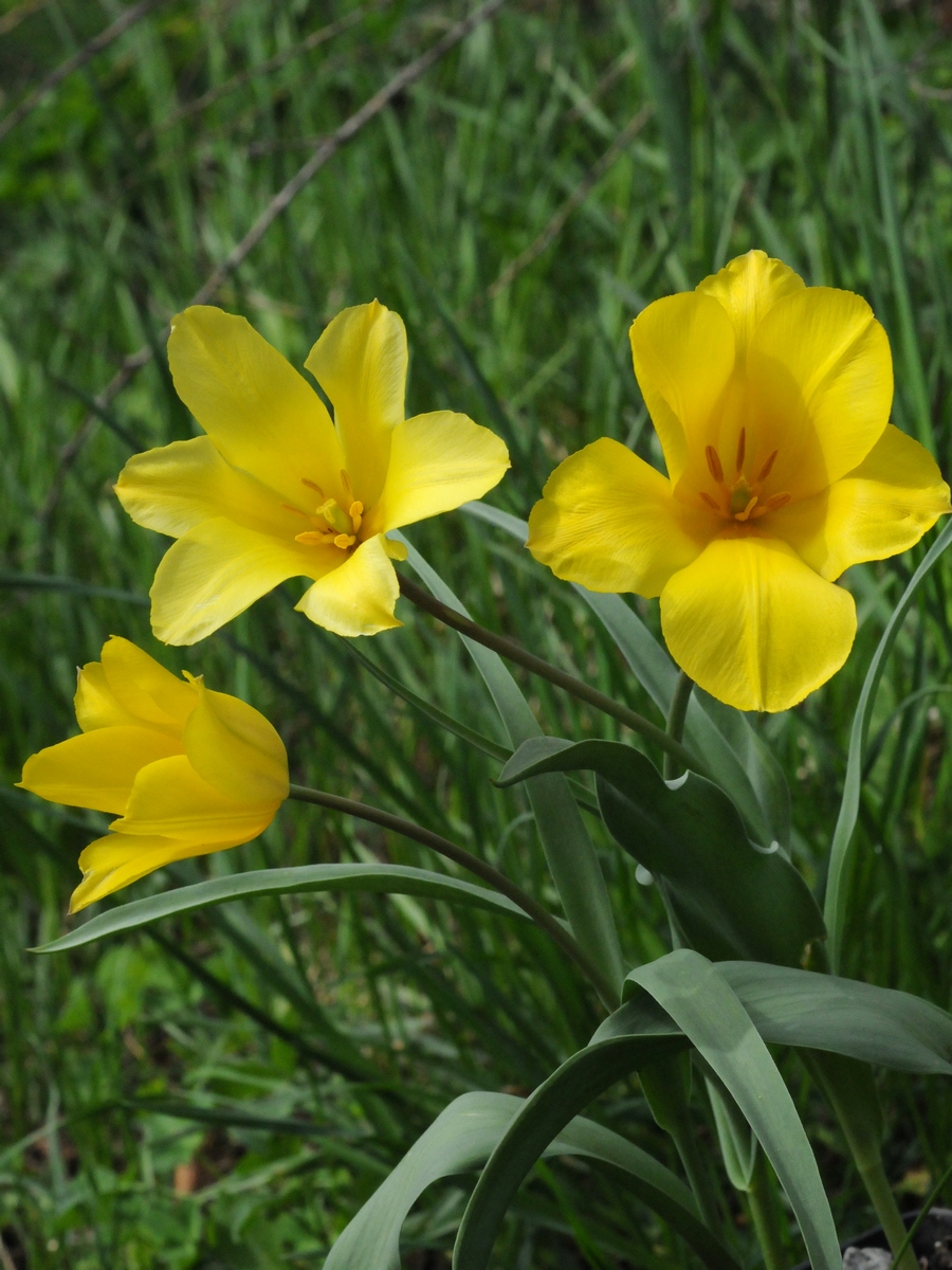 Image of Tulipa brachystemon specimen.