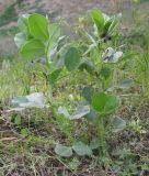 Vicia narbonensis. Цветущие и плодоносящие растения. Краснодарский край, Темрюкский р-н, мыс Железный Рог, приморский обрывистый глинистый склон. 01.05.2015.