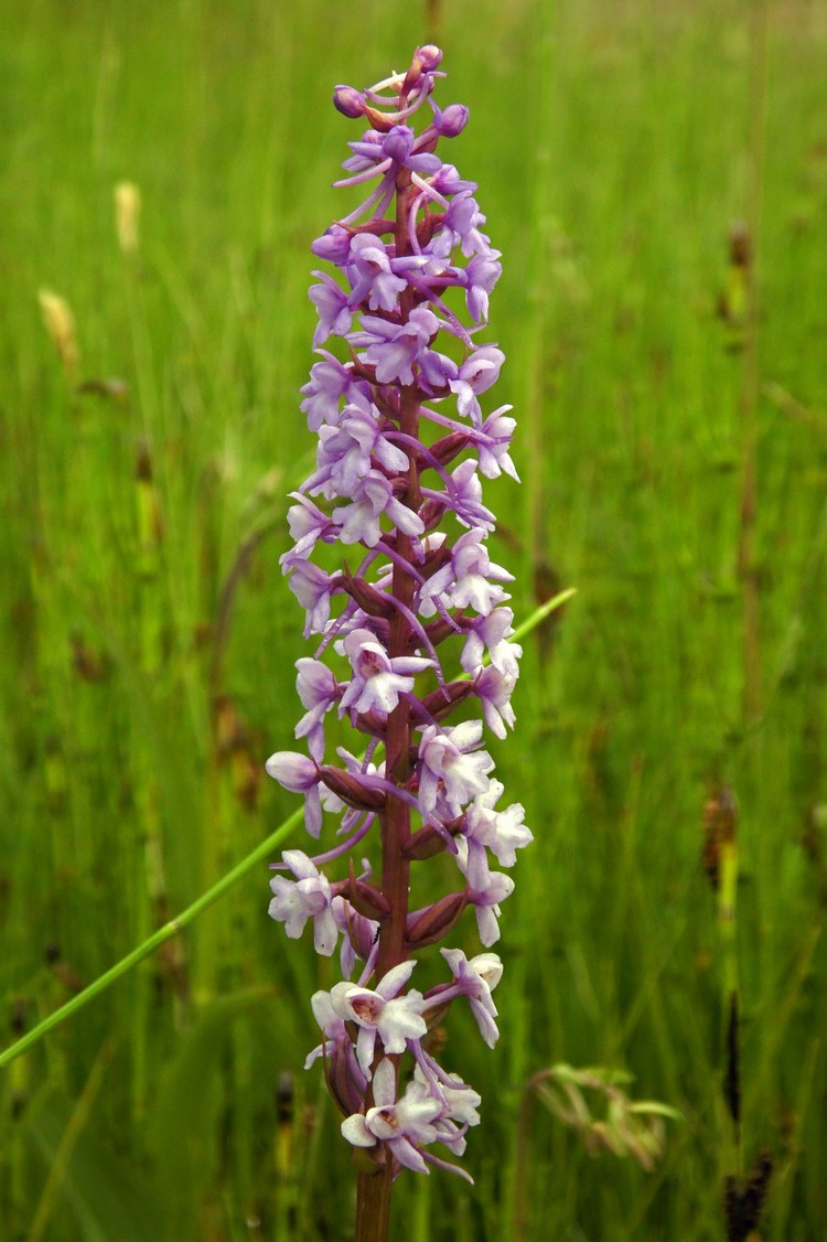 Image of Gymnadenia conopsea specimen.