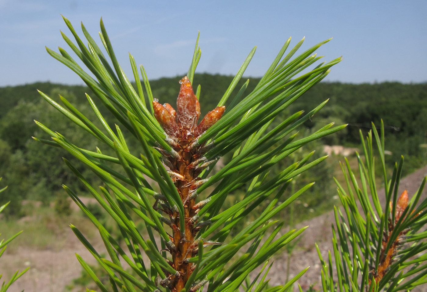 Image of Pinus pallasiana specimen.