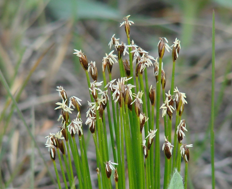 Image of Trichophorum cespitosum specimen.