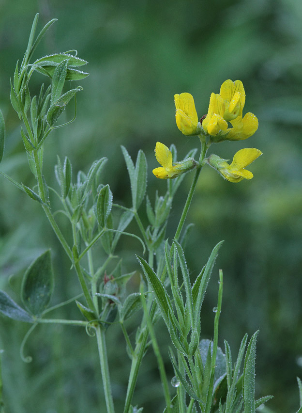 Изображение особи Lathyrus pratensis.