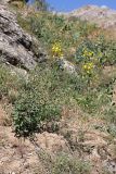 Hieracium robustum. Цветущее растение. Южный Казахстан, горы Алатау (Даубаба), Западное ущелье. 08.07.2014.