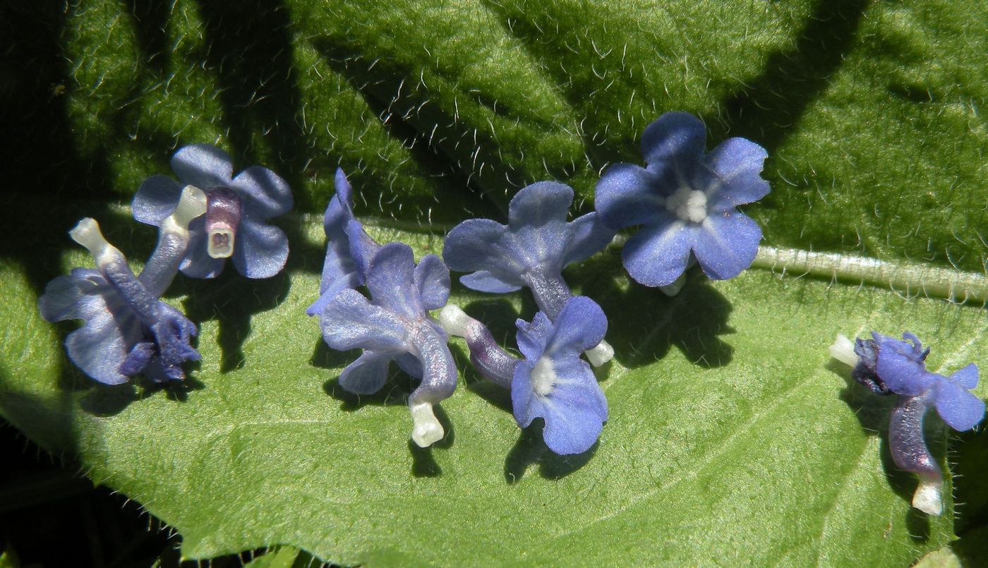 Изображение особи Lycopsis orientalis.