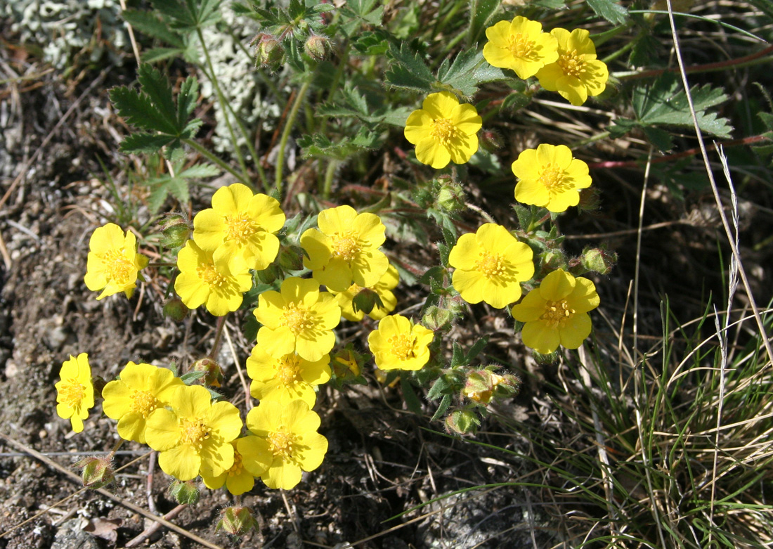 Image of Potentilla humifusa specimen.