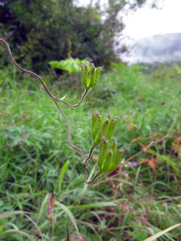 Image of Aconitum volubile specimen.