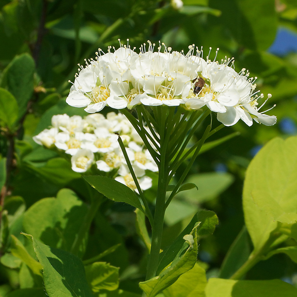 Image of Spiraea media specimen.