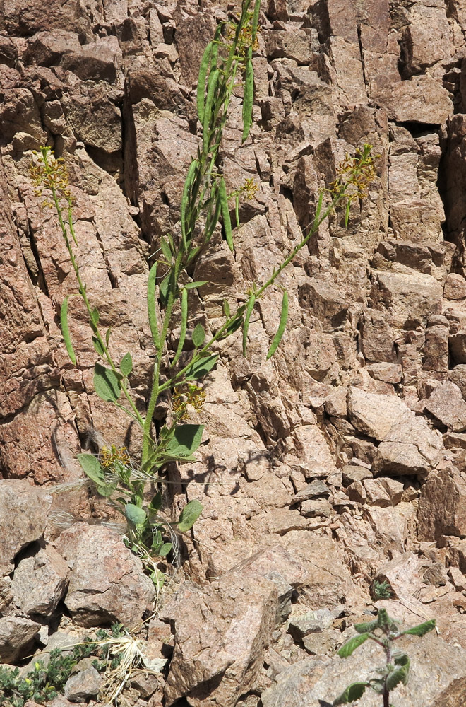 Image of Cleome arabica specimen.