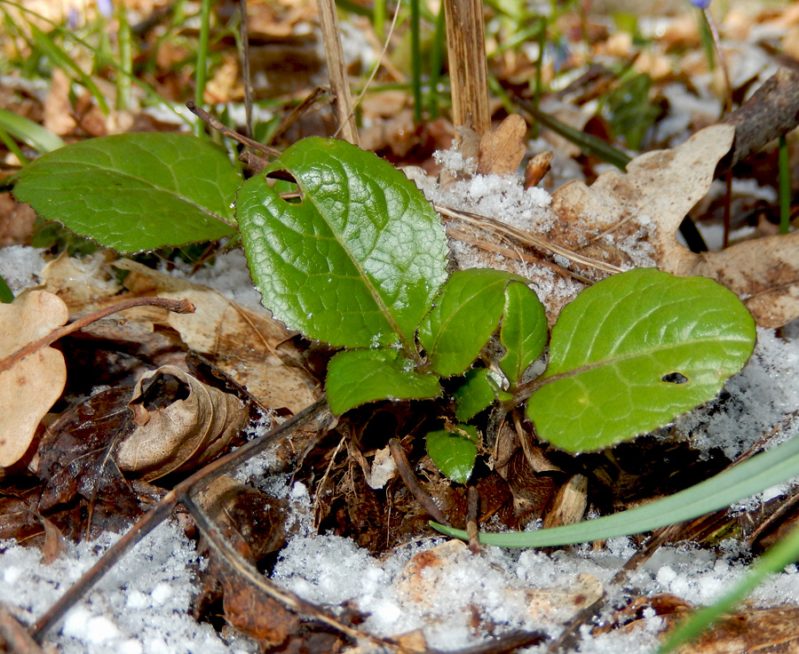 Image of Klasea quinquefolia specimen.