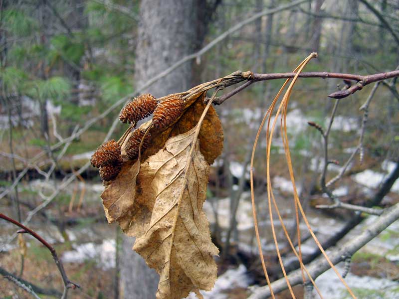 Image of Duschekia fruticosa specimen.