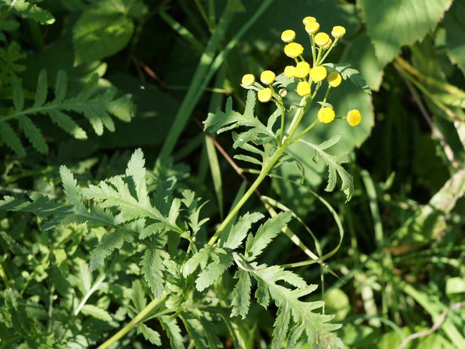 Изображение особи Tanacetum vulgare.