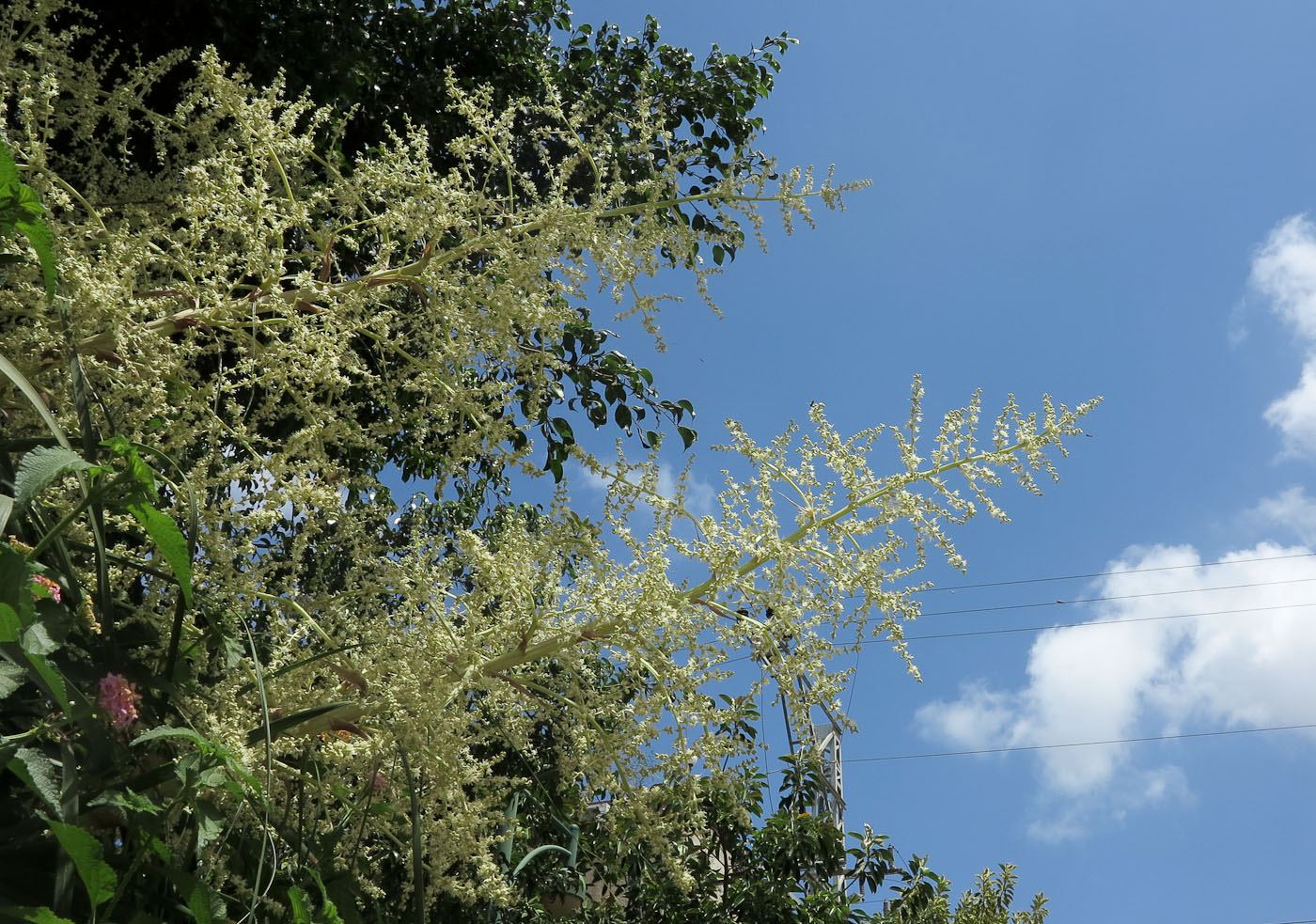 Image of Beaucarnea recurvata specimen.