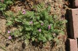 Erodium cicutarium